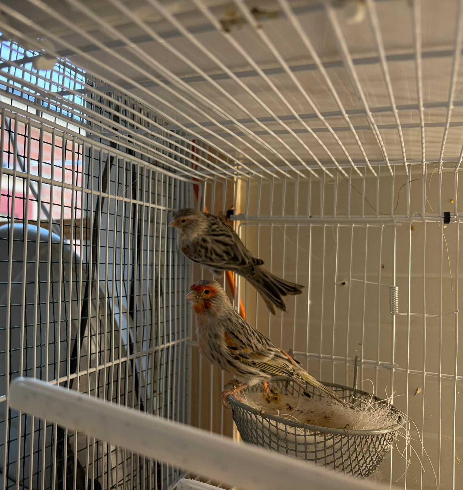 Roodagaat Mozaiek kanarie, Dieren en Toebehoren, Vogels | Kanaries, Mannelijk, Kleurkanarie