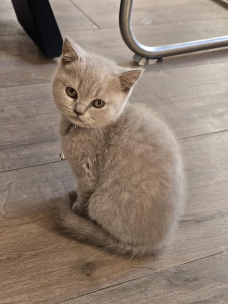 Britsekorthaar kittens 600 euro!!met paspoort, Meerdere dieren, Ontwormd