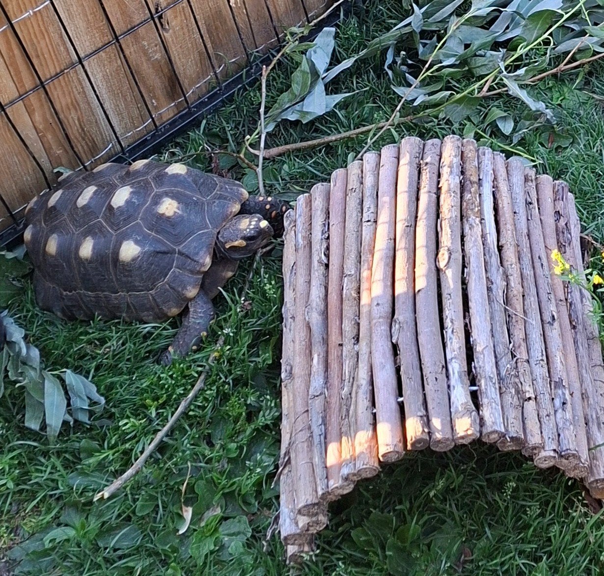 kolenbrander schildpad man 12 jaar te koop., Schildpad, Tam, 11 jaar of ouder