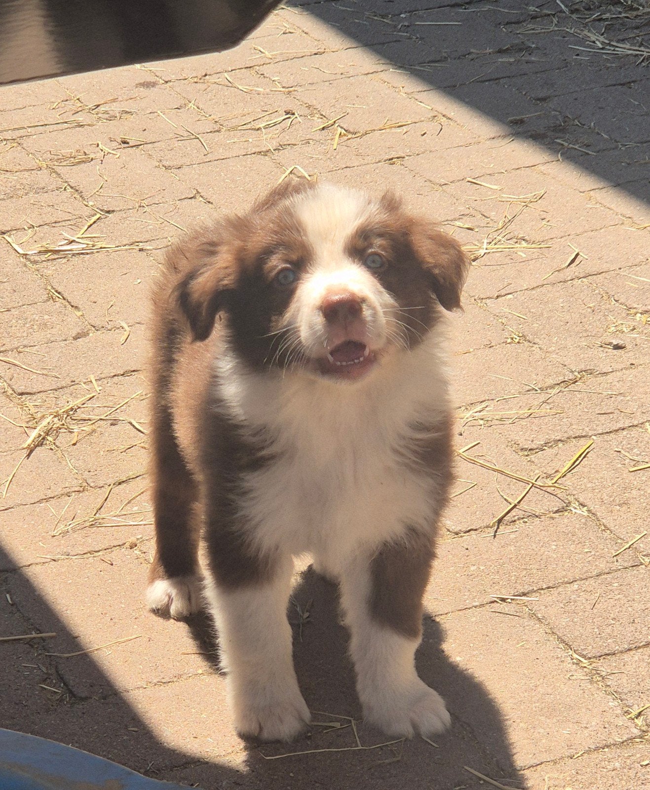 Super leuke Border collie X Australian shepherd pups, Parvo, 8 tot 15 weken, Meerdere, Meerdere dieren