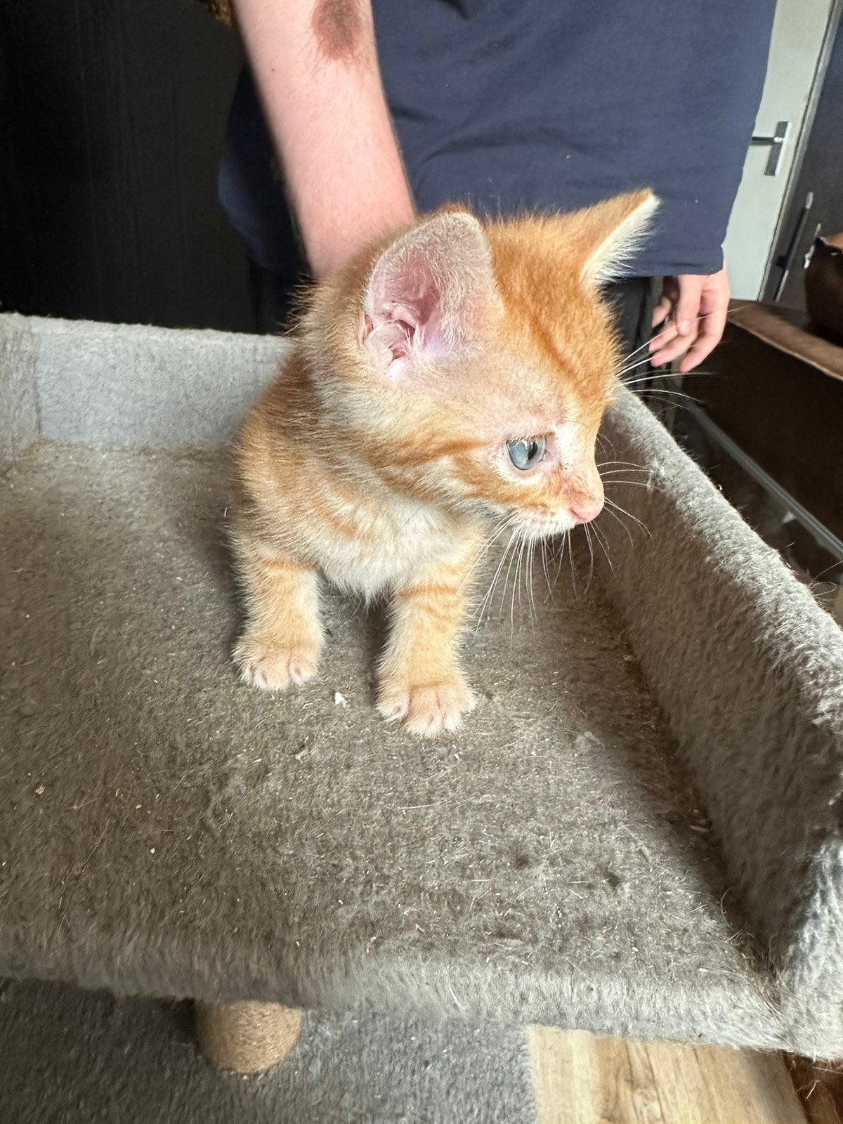 Jonge kittens, Dieren en Toebehoren, Meerdere dieren, Kortharig, 0 tot 2 jaar
