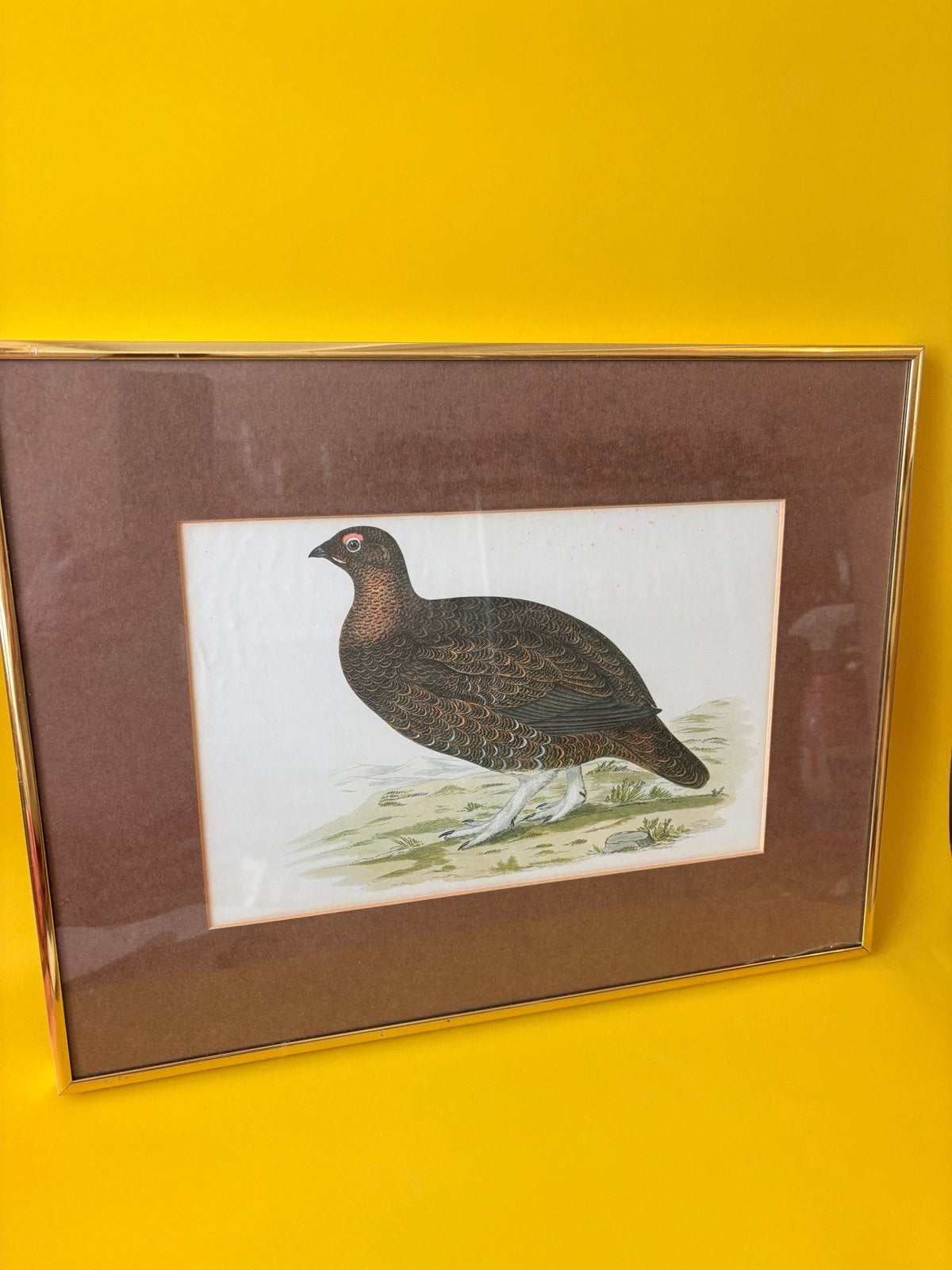 Vintage ingelijste vogelprent - Korhoen | 40x30 cm, Verzenden, Print, Prent, Achter glas