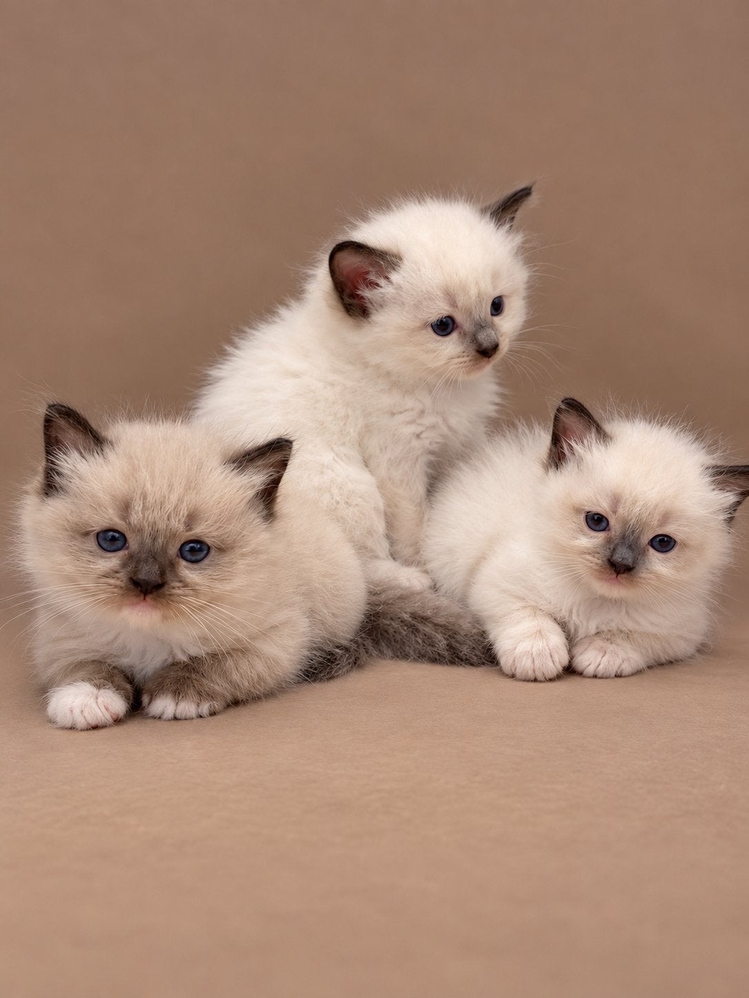 Ragdoll kittens, Dieren en Toebehoren, Meerdere dieren, Gechipt, 0 tot 2 jaar