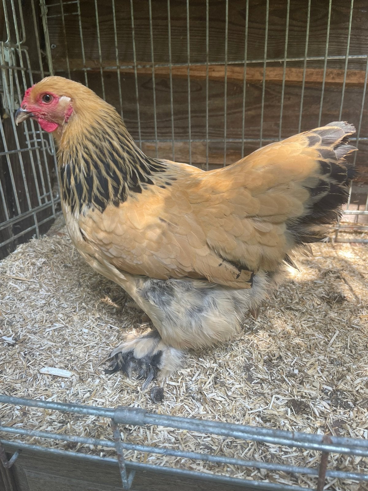 Brahma kriel buff zwart columbia hennen van 2026, Dieren en Toebehoren, Pluimvee, Vrouwelijk, Kip
