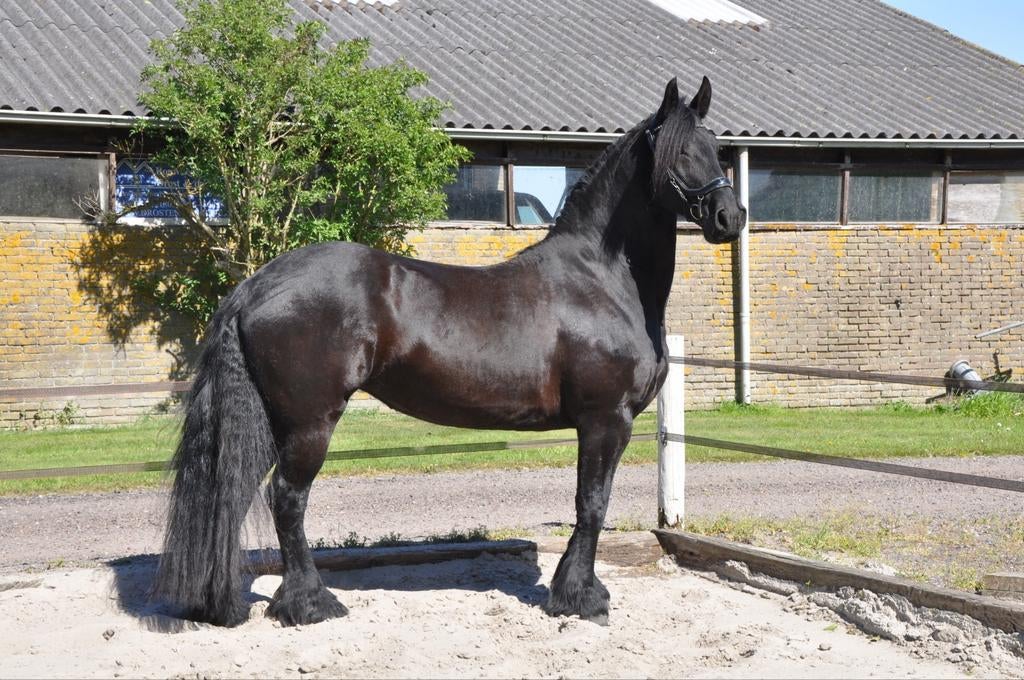 Fries paard, stamboek merrie, Dieren en Toebehoren, Paarden, Merrie, Minder dan 160 cm, 7 tot 10 jaar, Recreatiepaard