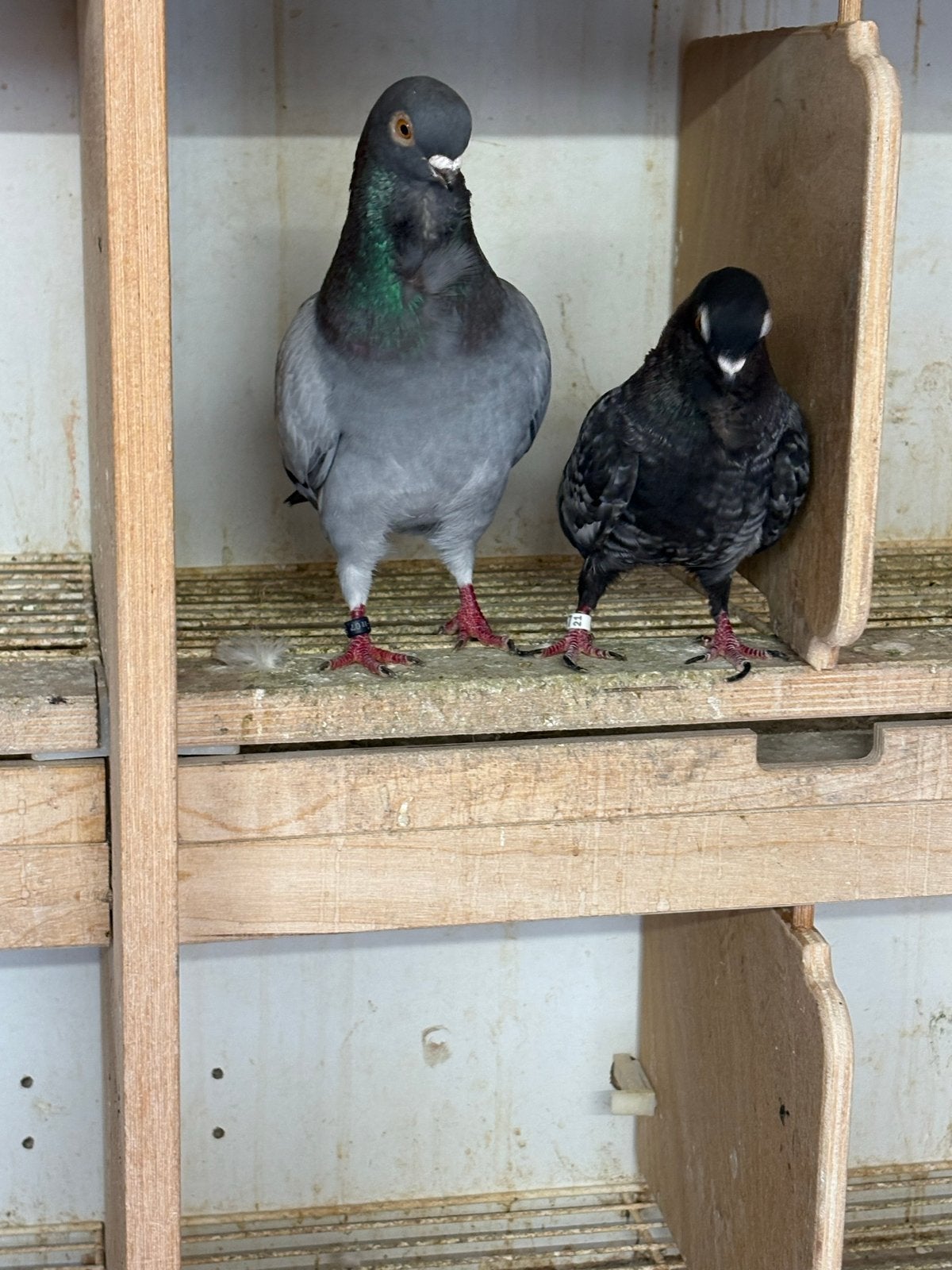 Koppeltje Figuritas, Dieren en Toebehoren, Meerdere dieren, Overige soorten