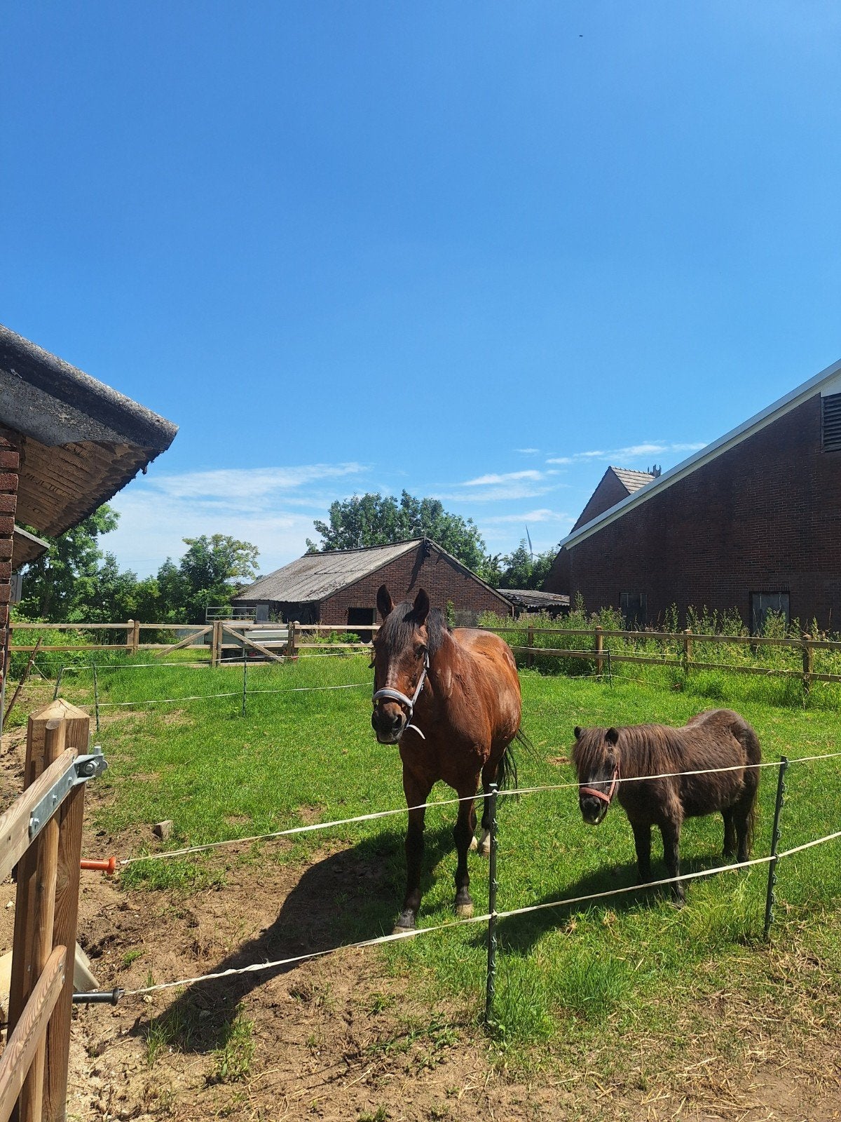 Hulp op stal gezocht