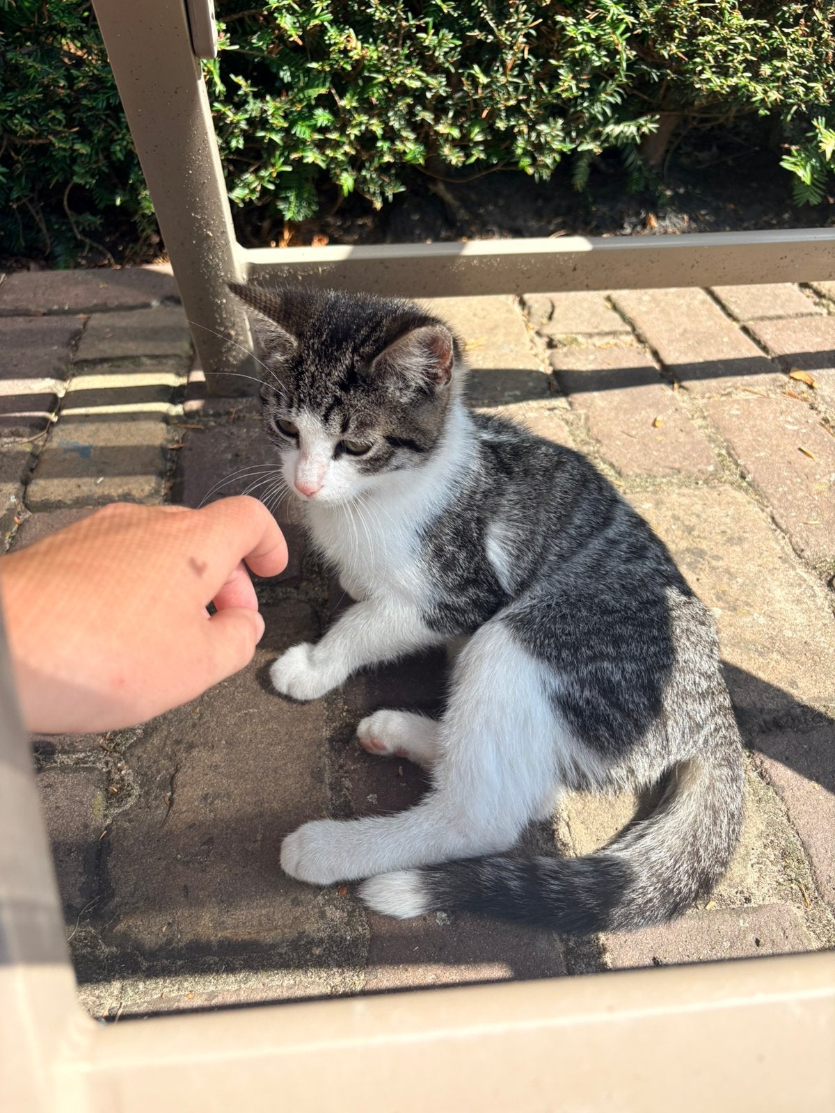 Kitten kater, Dieren en Toebehoren, Kater