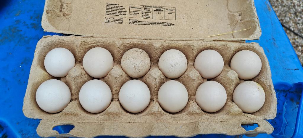 Chabo eieren, Dieren en Toebehoren, Pluimvee, Geslacht onbekend, Eend
