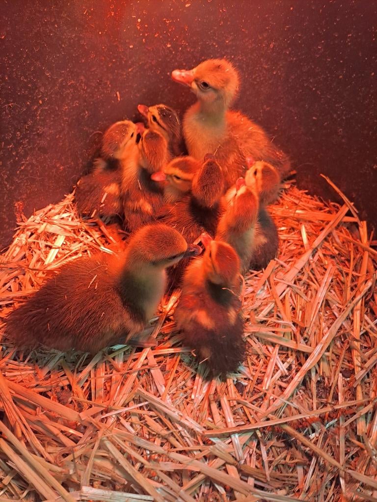 Jonge eenden / ganzen, Dieren en Toebehoren, Pluimvee, Meerdere dieren, Gans of Zwaan