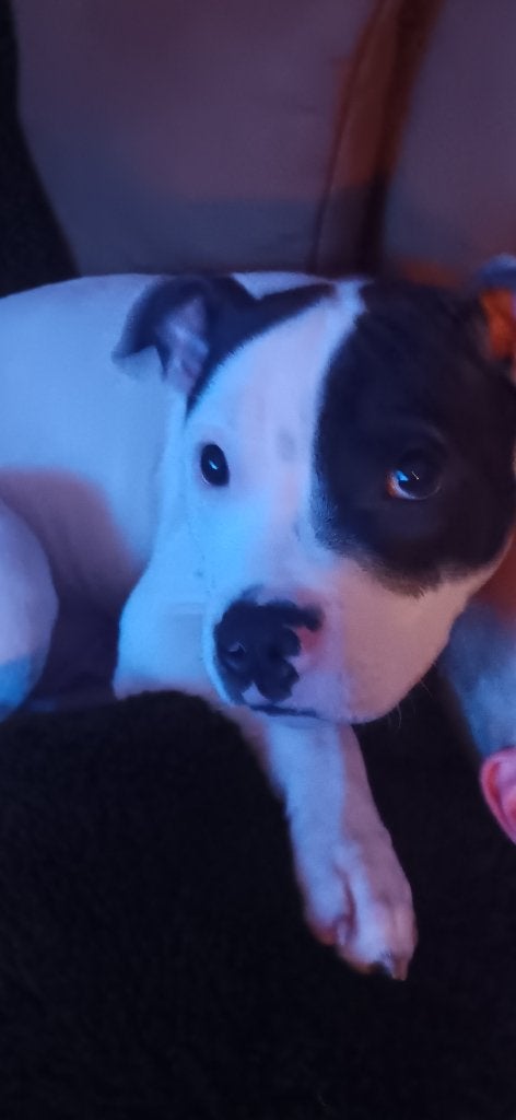 Engelse stafford pup 9 mnd., Dieren en Toebehoren, 15 weken tot 1 jaar, Parvo, Eén hond, Nederland