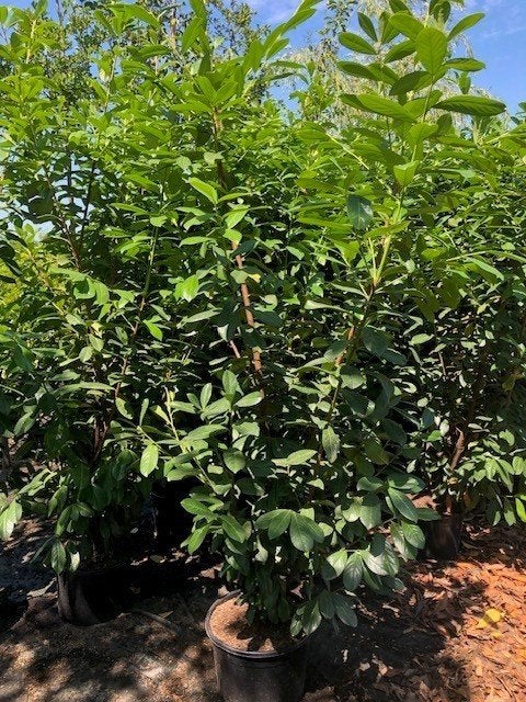 Haag Laurier, Prunus Novita 225-250 cm hoog € 29,50