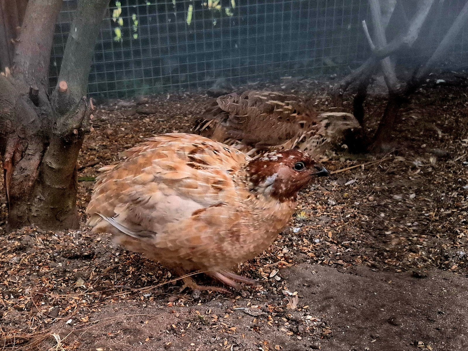 Trio volwassen kwartels, Dieren en Toebehoren, Pluimvee, Meerdere dieren, Overige soorten