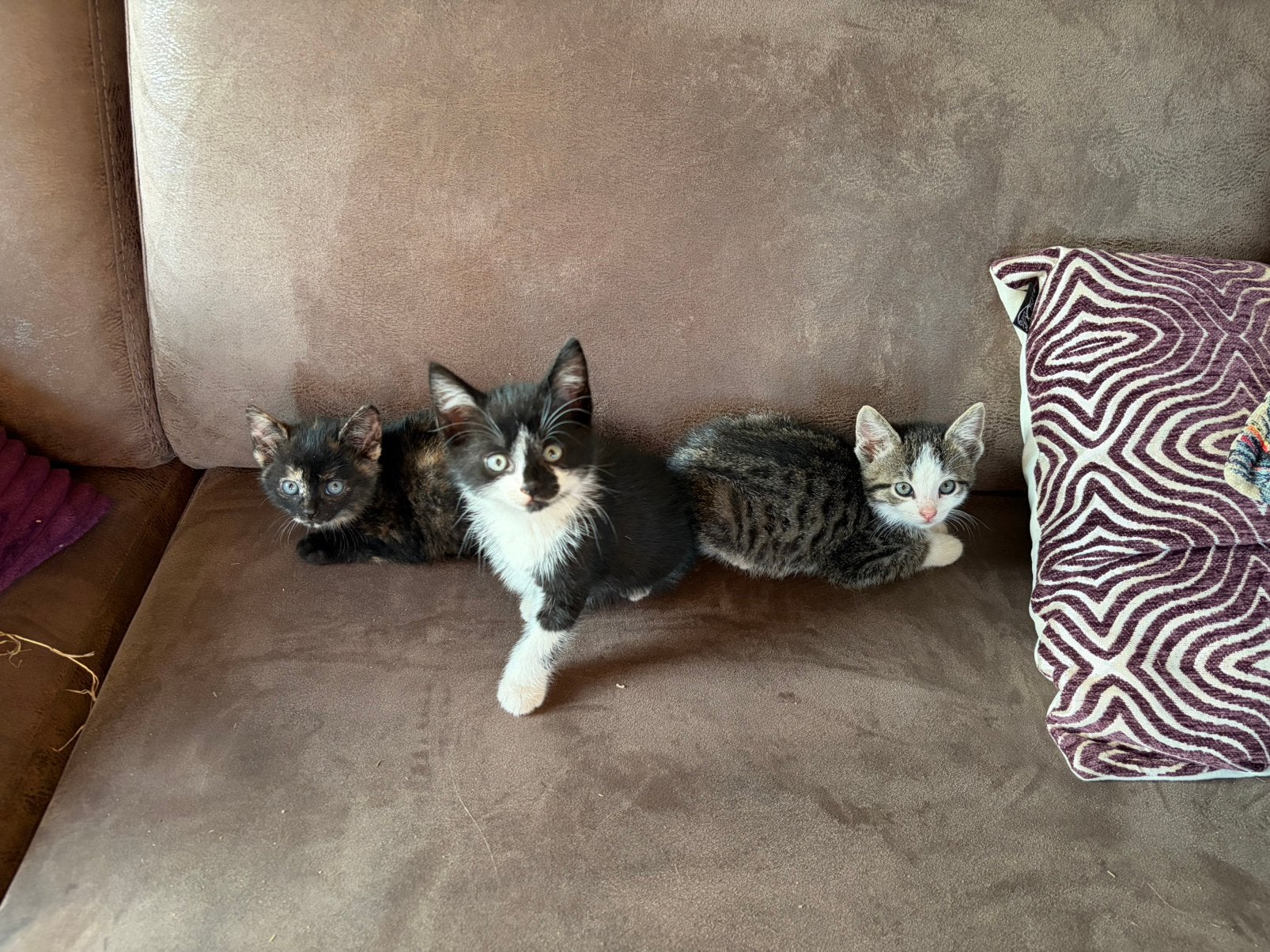 Drie lieve kittens te koop!!, Dieren en Toebehoren, Meerdere dieren, Kortharig, 0 tot 2 jaar