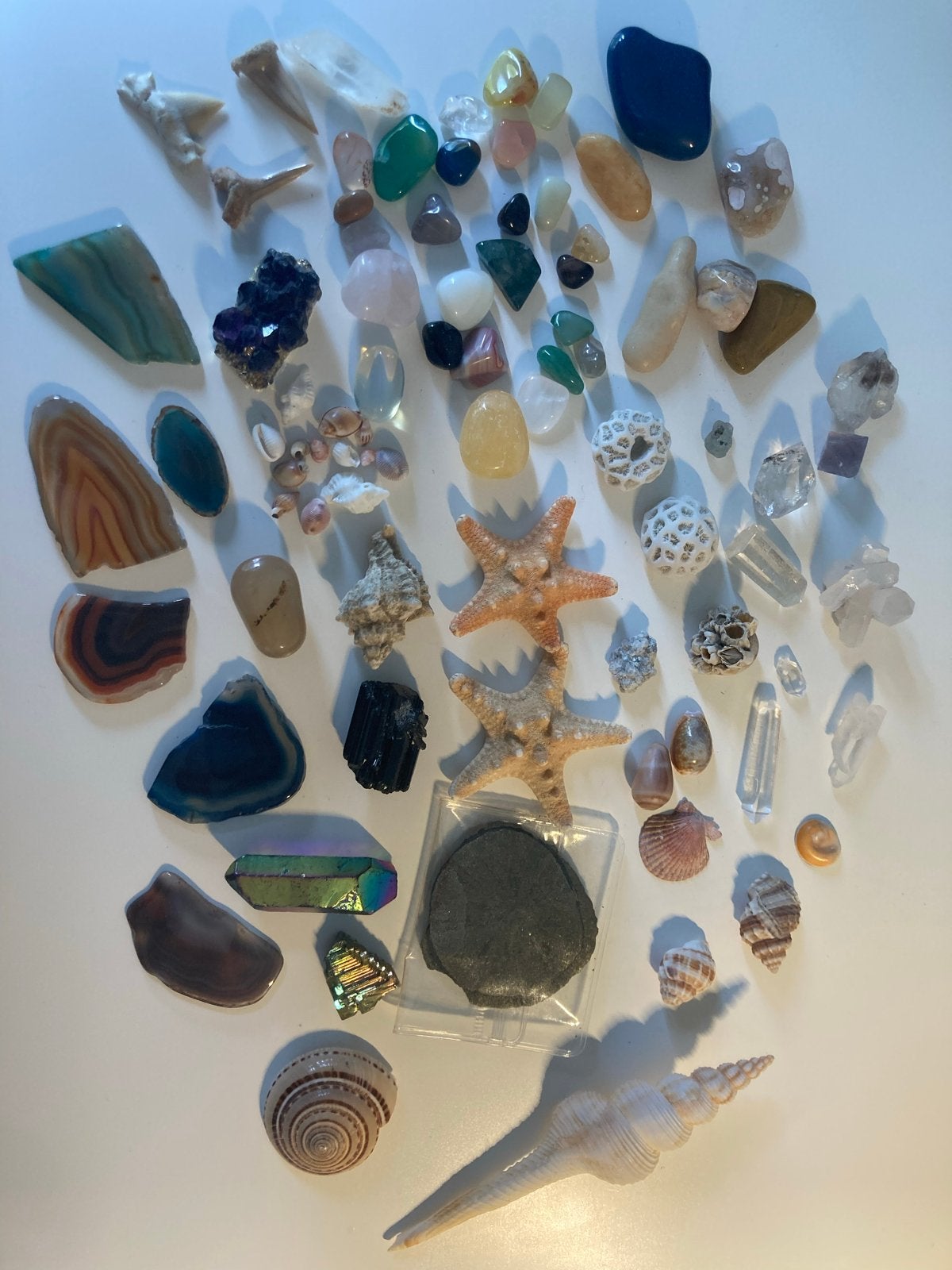 Grote collectie mineralen, fossielen en schelpen, Verzamelen, Mineralen en Fossielen, Ophalen of Verzenden, Overige typen