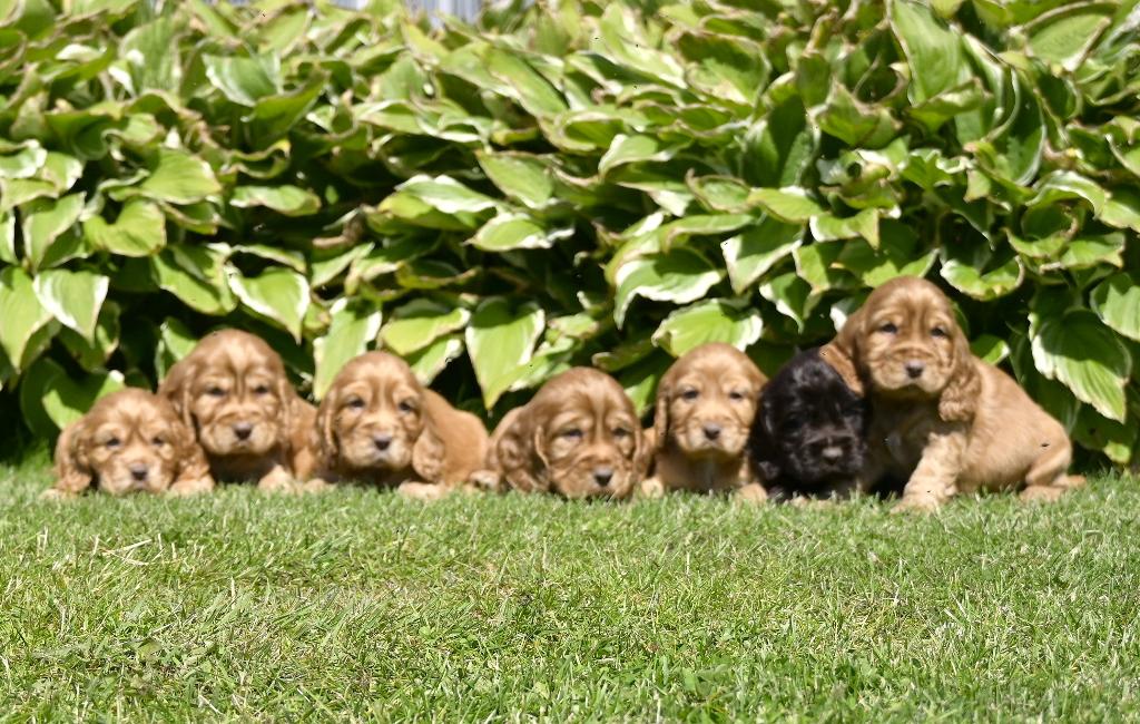Speelse Engelse Cocker Spaniel pups, Dieren en Toebehoren, Honden | Retrievers, Spaniëls en Waterhonden, Meerdere dieren, Spaniël