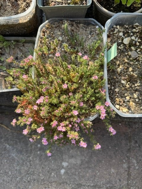 Frankenia laevis in 18 x 12 cm bakje, Tuin en Terras, Planten | Tuinplanten, Ophalen, Bodembedekkers, Volle zon, Vaste plant