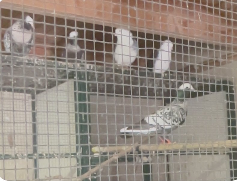 Post / Sierduiven, Diensten en Vakmensen, Klussers en Klusbedrijven