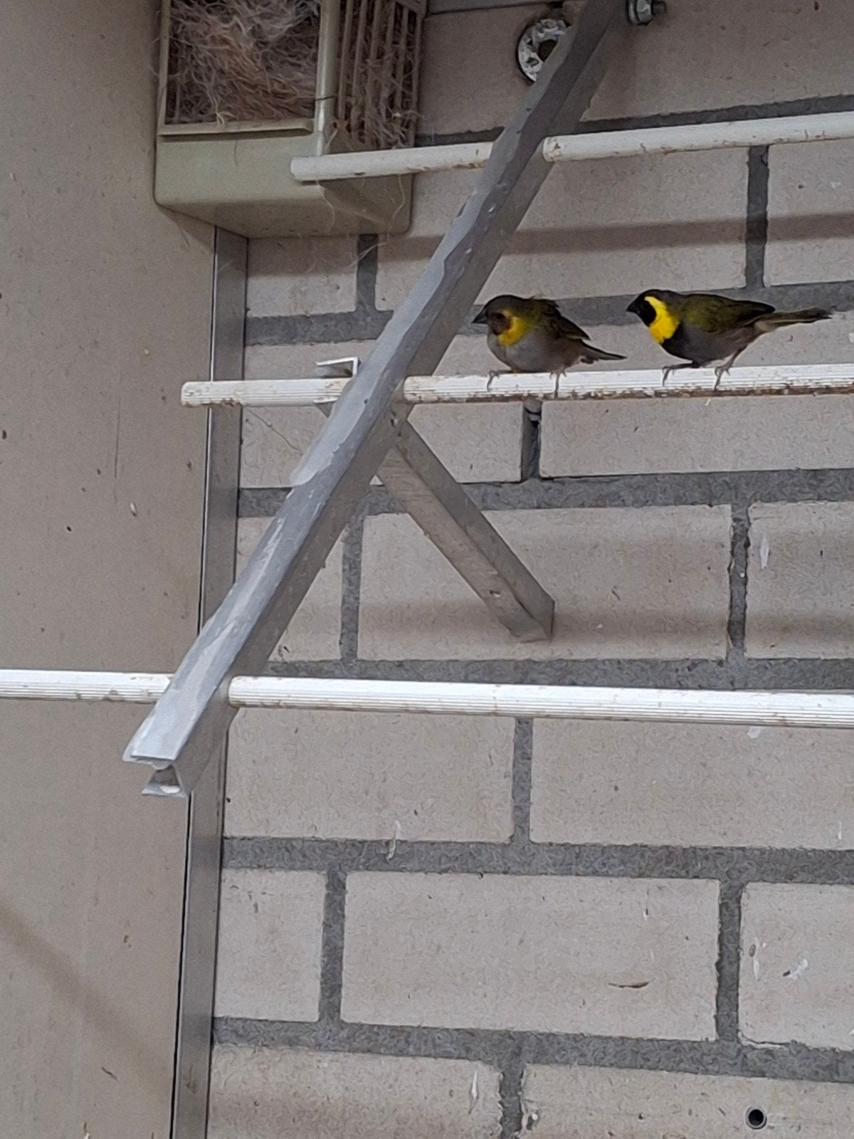 cubavinken, Dieren en Toebehoren, Vogels | Overige Vogels, Meerdere dieren