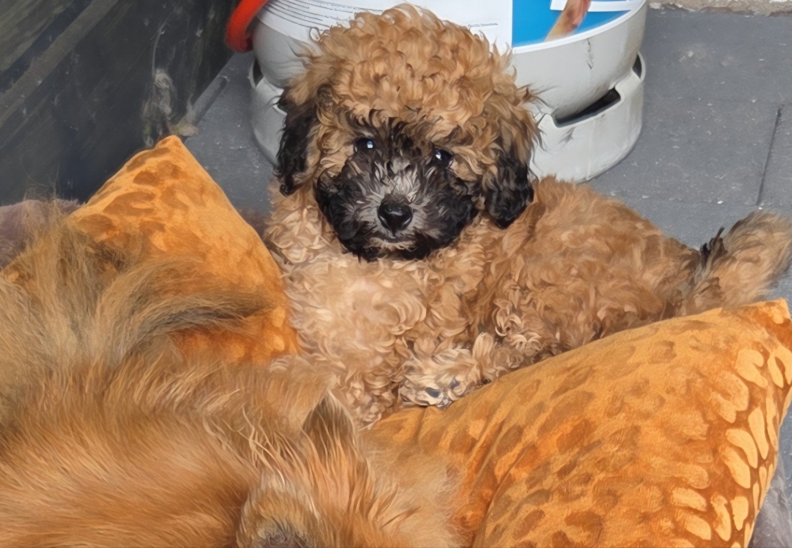 Schattige toy/dwergpoedel pup teefje, Dieren en Toebehoren, Honden | Niet-rashonden, 8 tot 15 weken, Teef, Eén hond, Klein