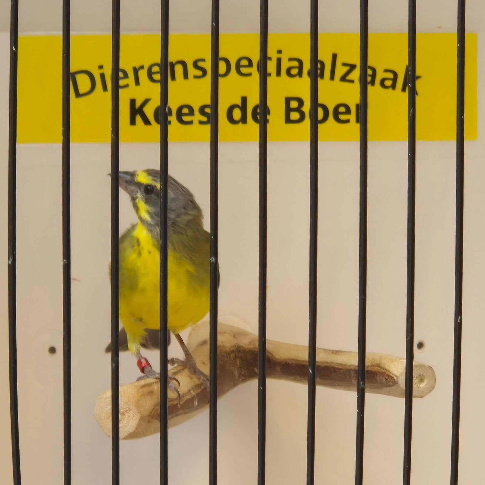 mozambiquesijs pop, Dieren en Toebehoren, Vogels | Overige Vogels, Vrouwelijk, Geringd