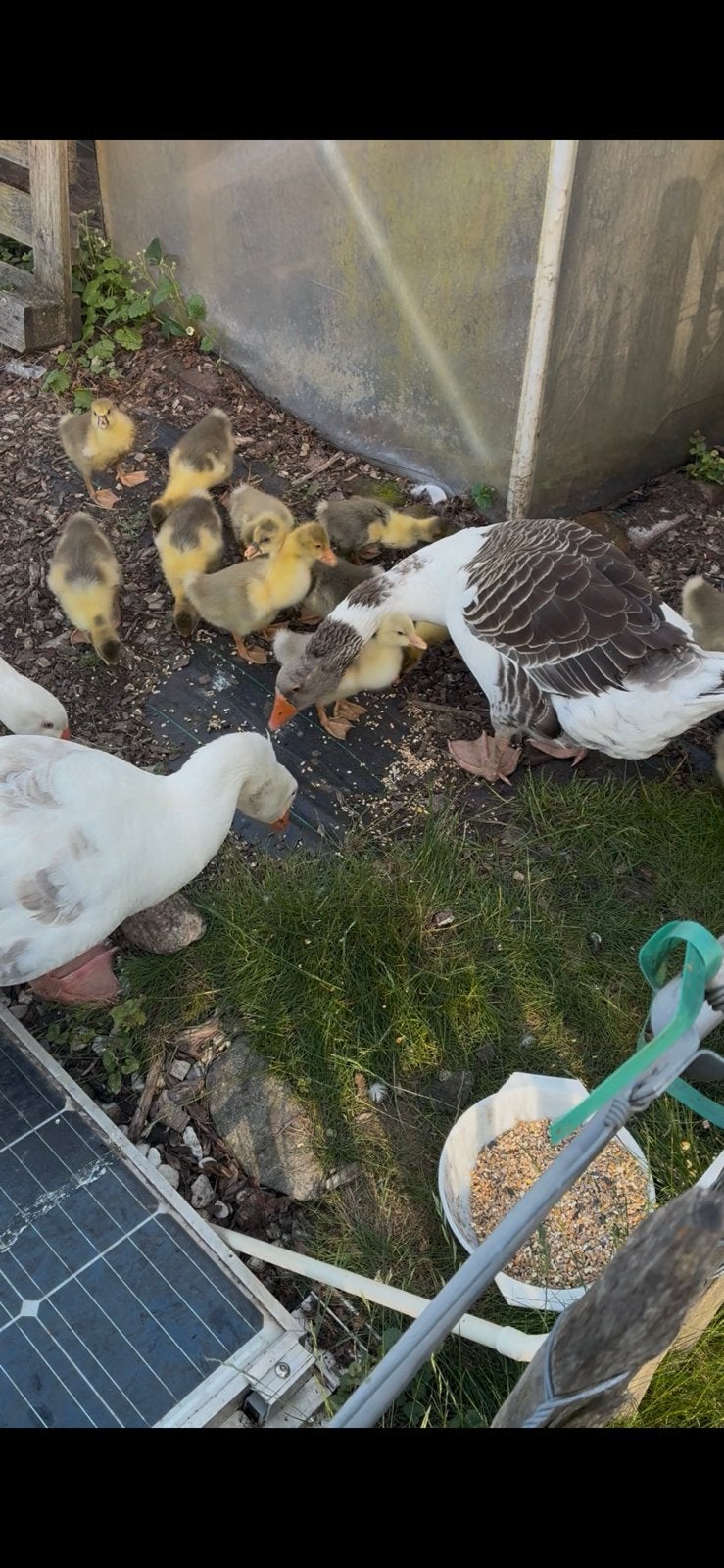 Jonge twentse landganzen te koop, Meerdere dieren, Eend