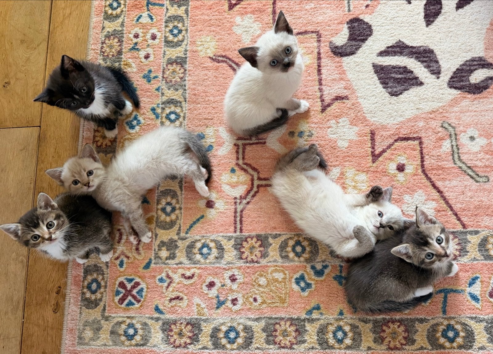 Ragdoll X Kittens klaar om naar een nieuw huis te gaan, Meerdere dieren, Ontwormd