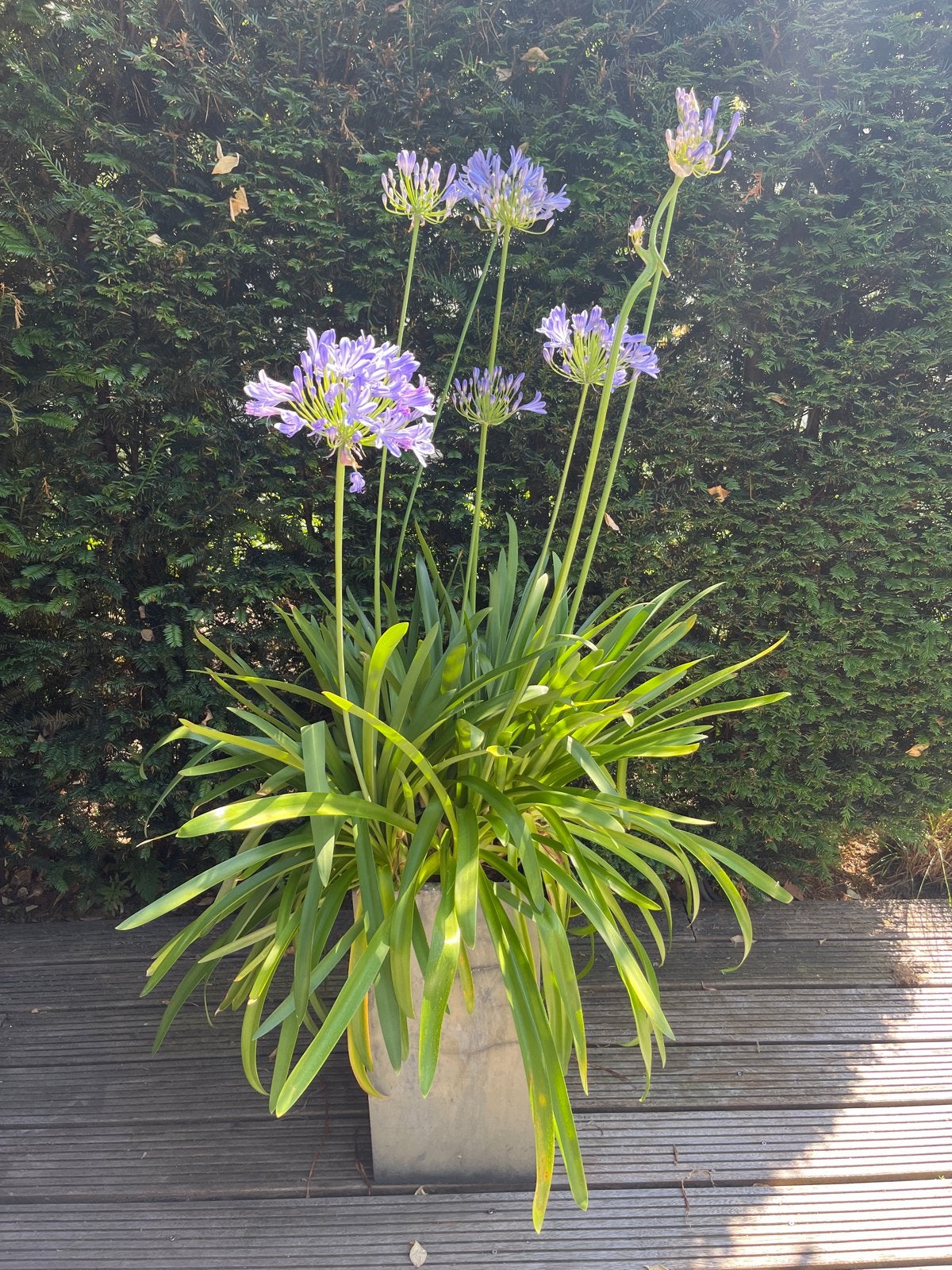 Agapanthus in pot - Afrikaanse Lelie, Tuin en Terras, Volle zon, Vaste plant, Zomer, Ophalen