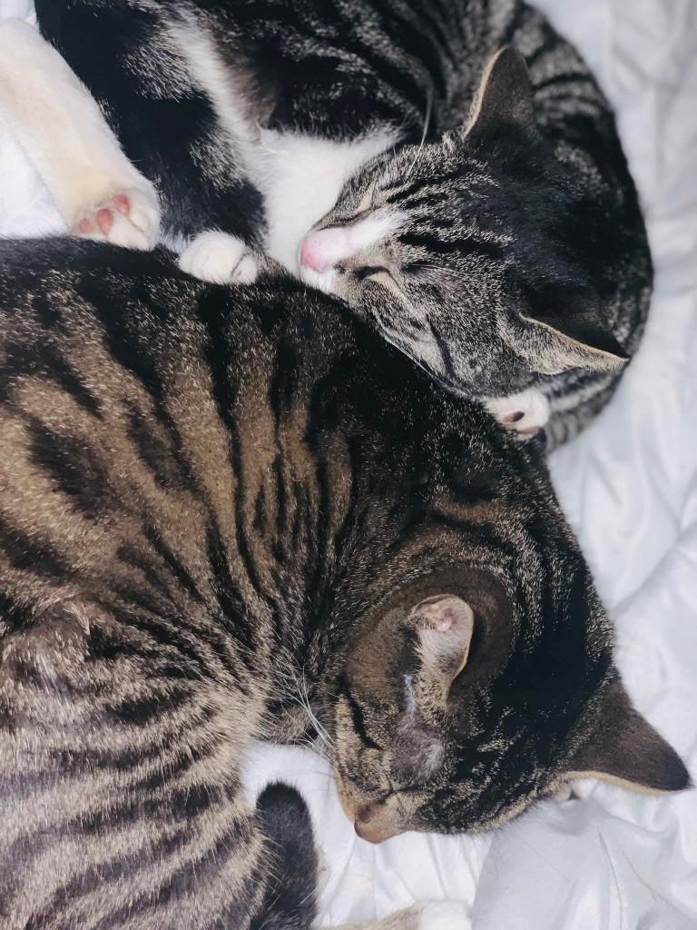 Katten, Dieren en Toebehoren, Kater, 3 tot 5 jaar