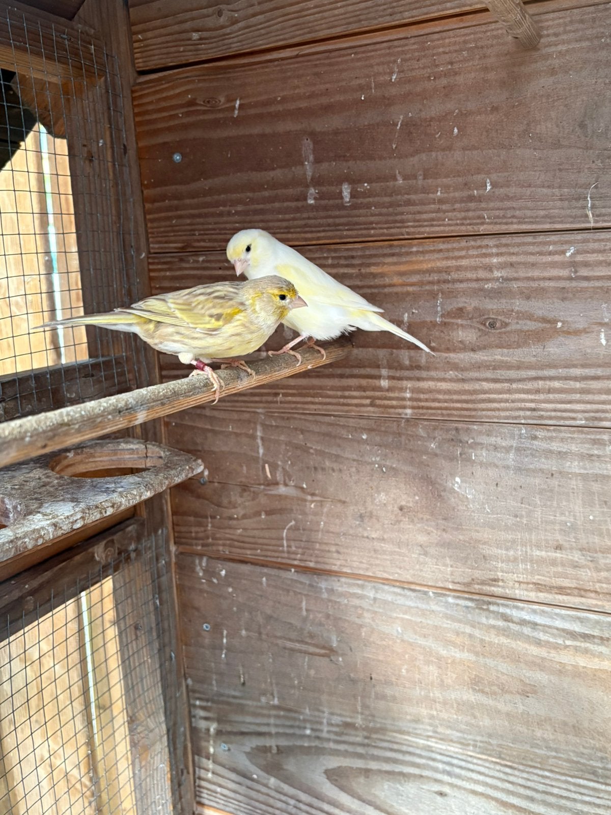 Kanaries te koop, 2 poppen 2 mannetjes en 2 jonge, Dieren en Toebehoren, Vogels | Kanaries, Meerdere dieren, Kleurkanarie