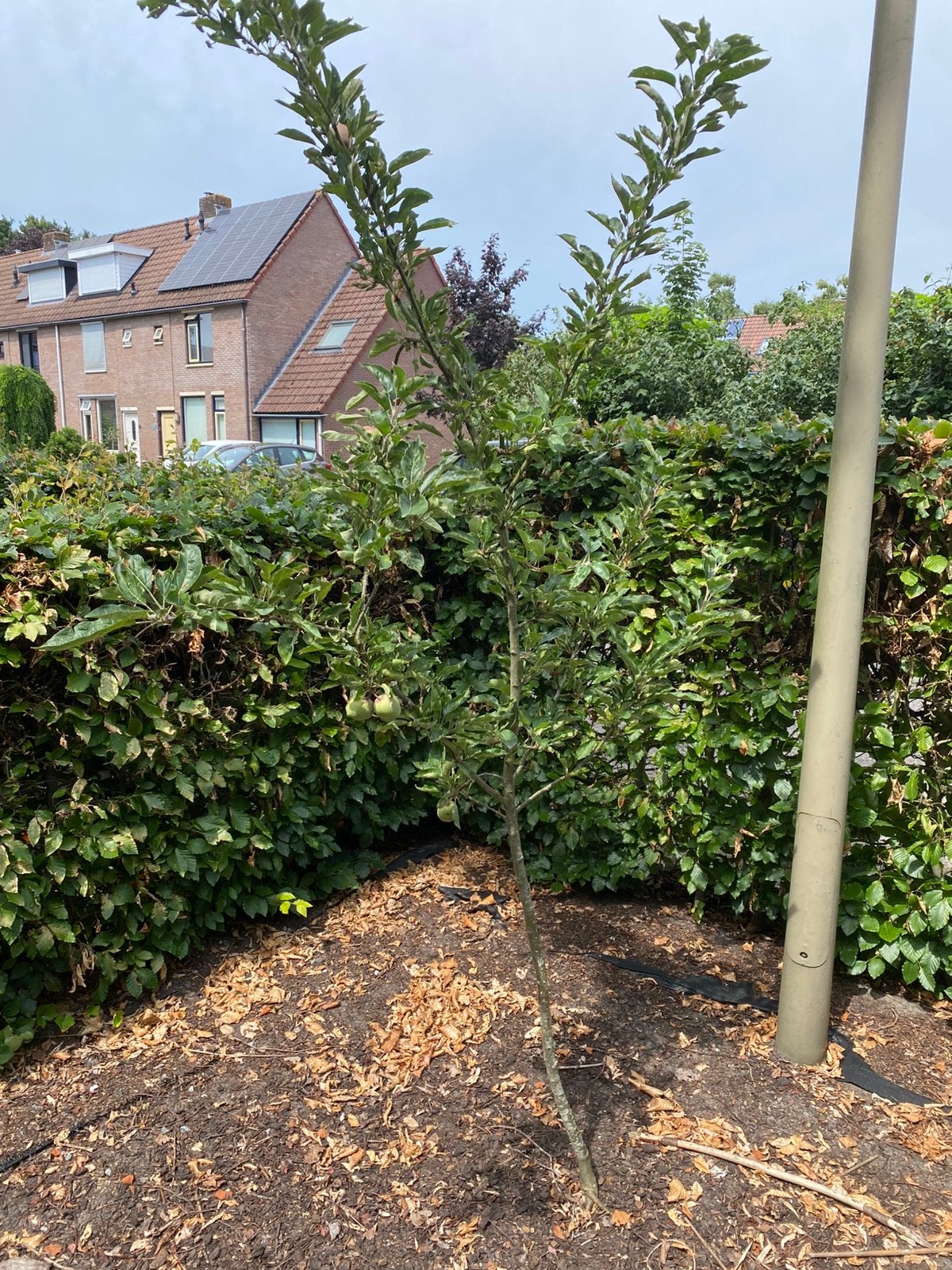 Red delicious appelboom, Tuin en Terras, Planten | Bomen, Herfst, Overige soorten, 100 tot 250 cm, Ophalen