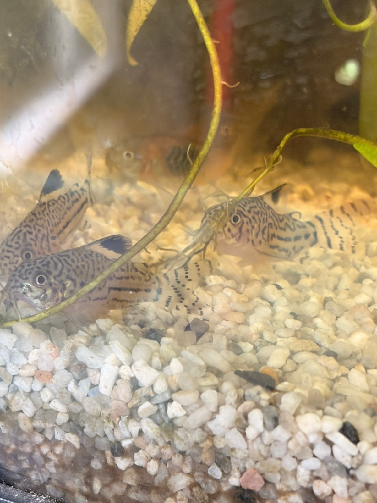 Corydora Trillineatus, Vis