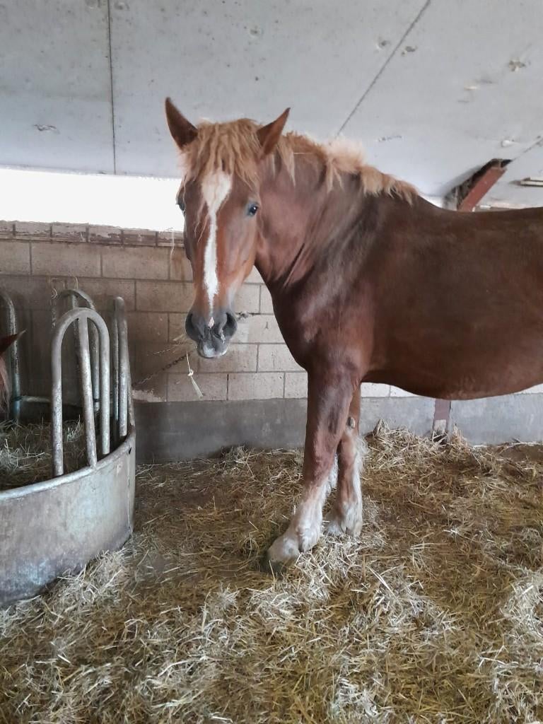 Vlaams Paard merrie met merrieveulen, Dieren en Toebehoren, Paarden, Merrie, Met stamboom, Zadelmak, Recreatiepaard