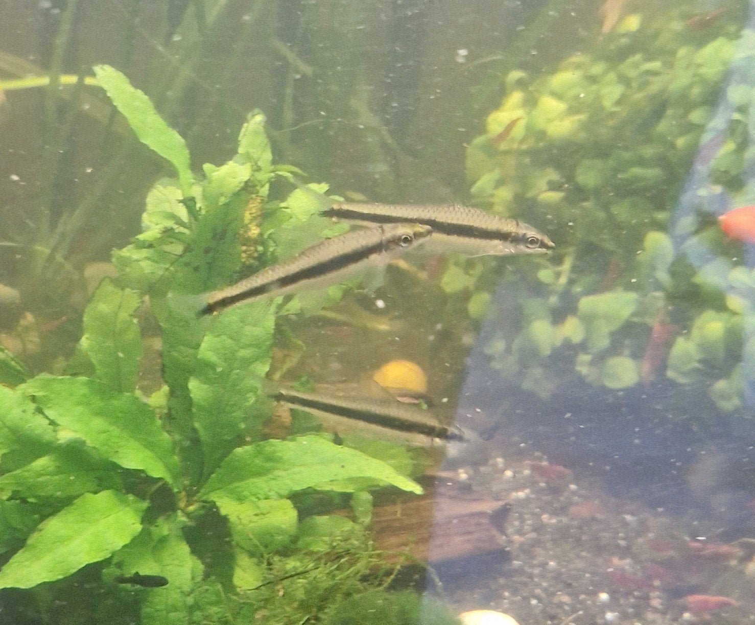 3x siamese algeneters (Crossocheilus oblongus), Vis