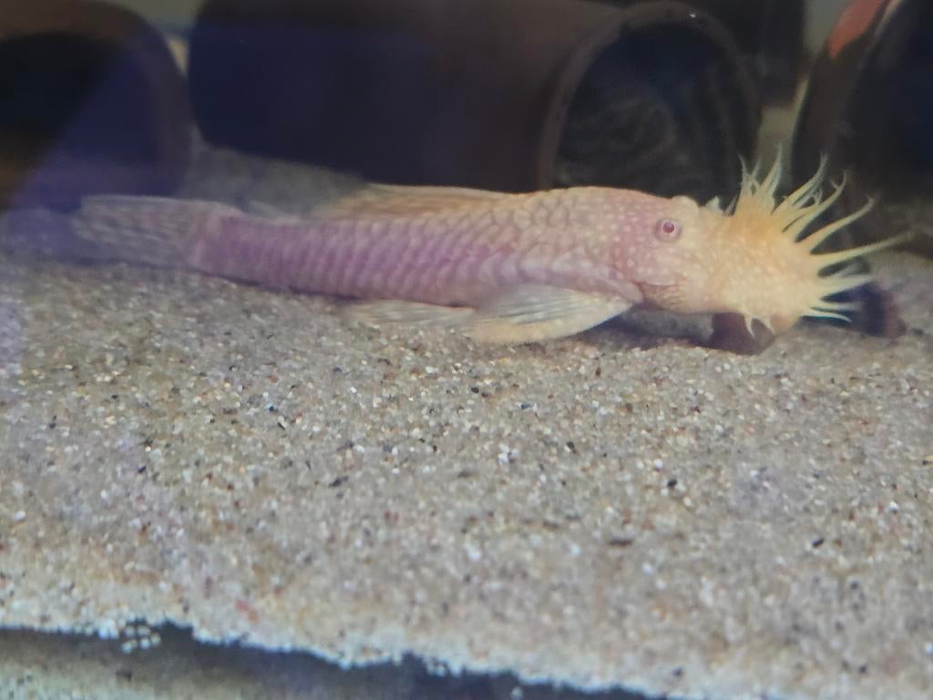 2 stuks MOOIE ALBINO ANCISTRUS MANNEN MET GROOT GEWEI, Dieren en Toebehoren, Vis