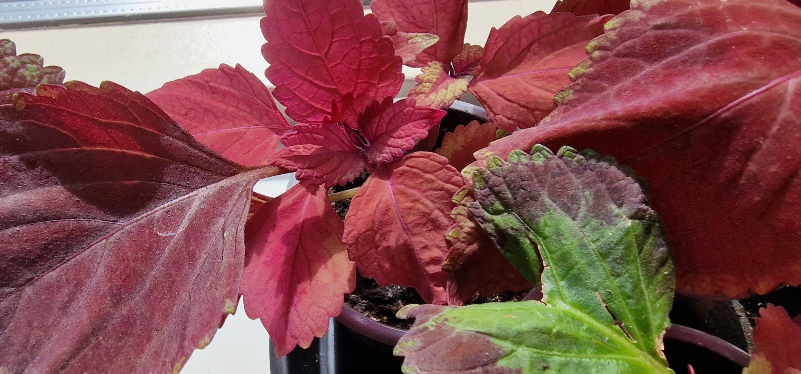 Prachtige Siernetel / Coleus | Mooi gekleurd, Ophalen, Zomer, Overige soorten, Volle zon