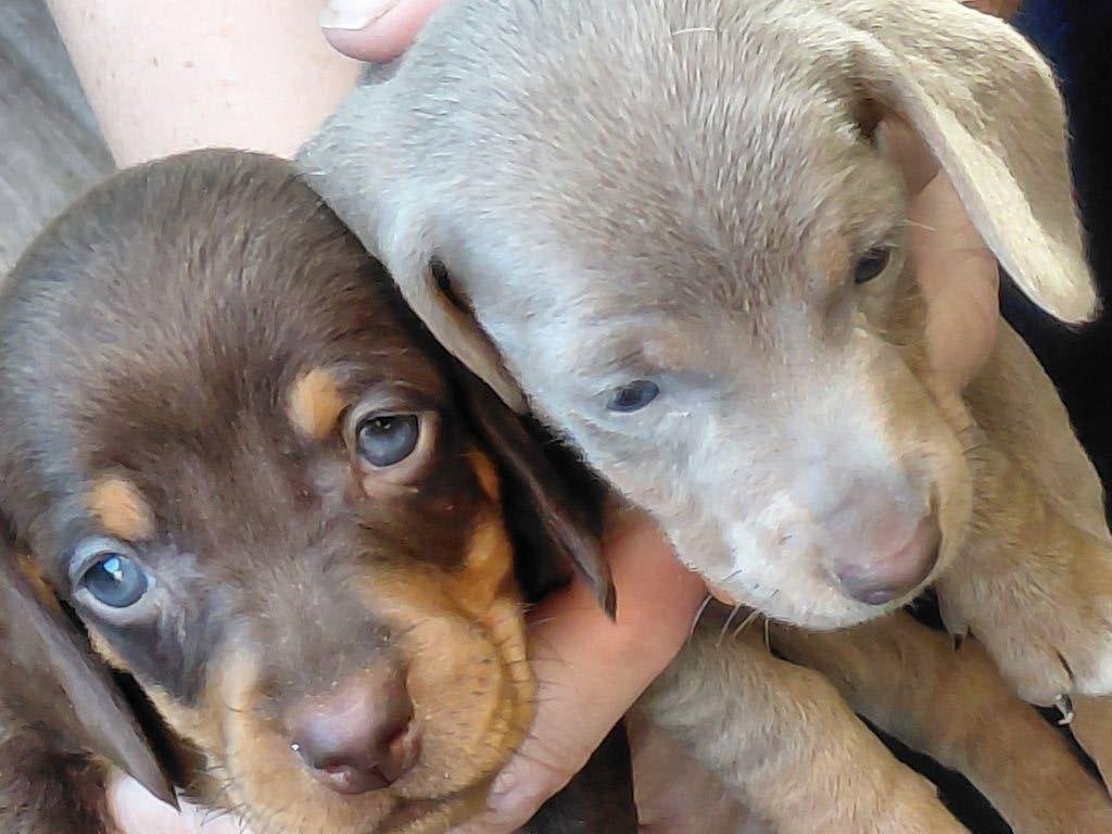 Dwergteckel/teckel-pups zoeken een butler/baas., 8 tot 15 weken, Korthaar, Dwerg, Parvo