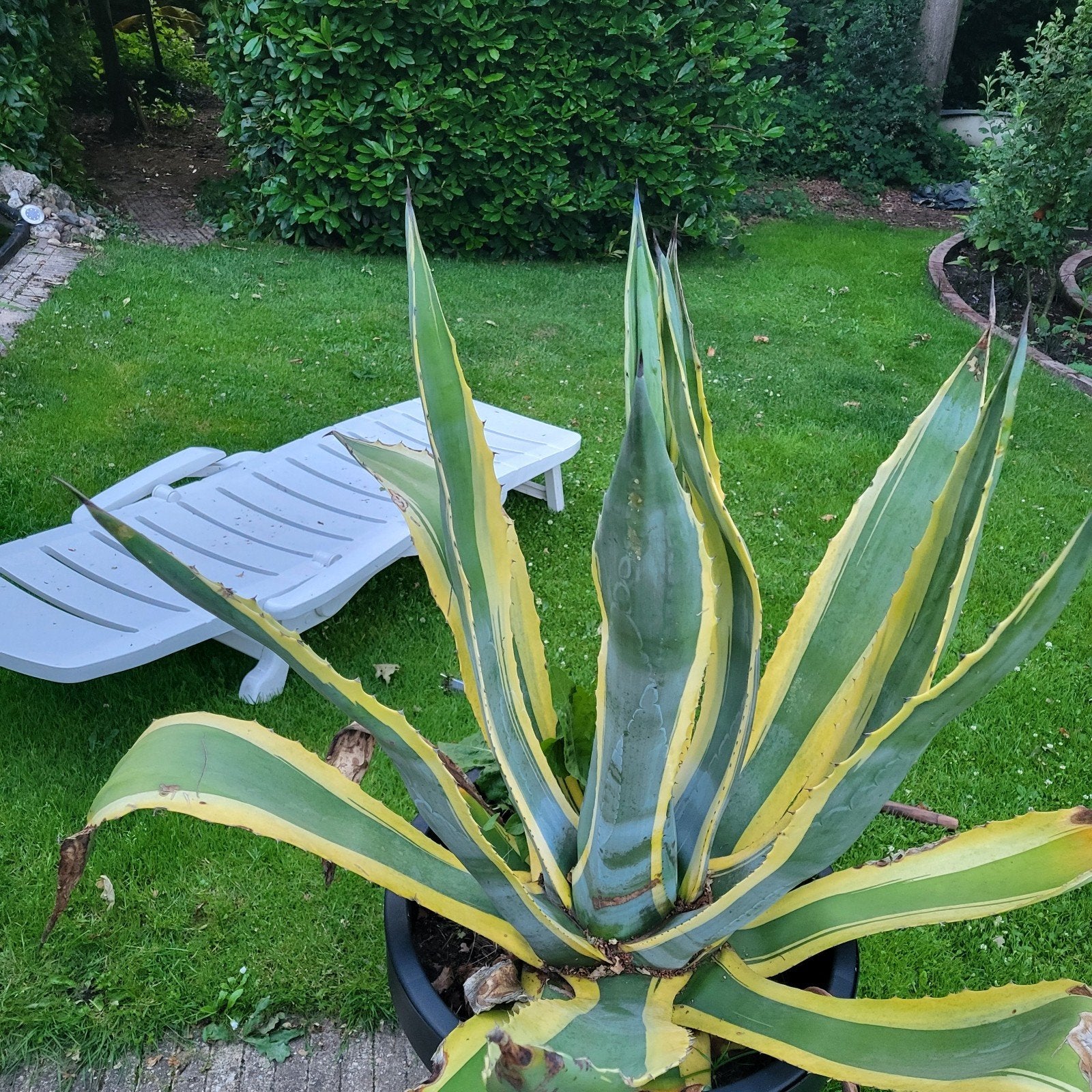 Agave, Ophalen, Bloeit niet, Overige soorten, Volle zon