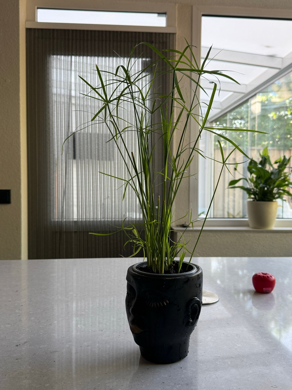 Parapluplant (Cyperus Papyrus) - zonder buitenpot, Ophalen of Verzenden