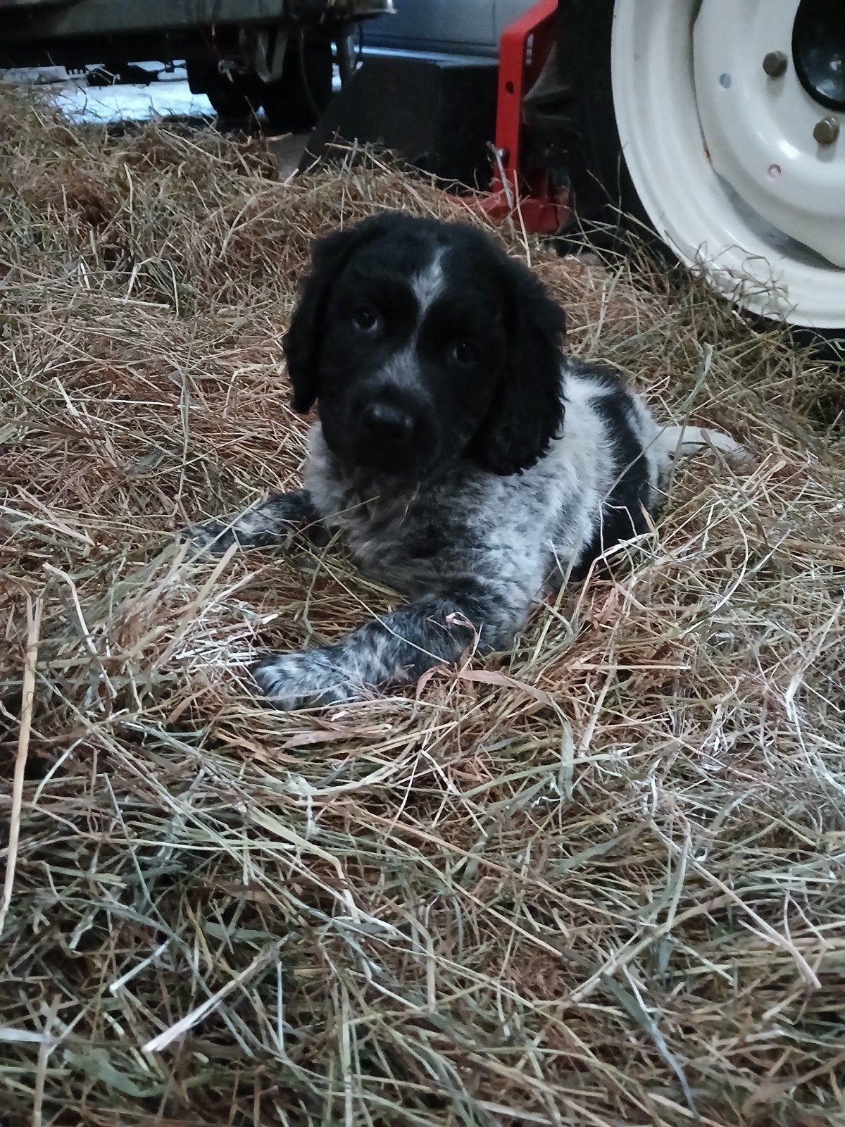 friese stabij pups, 8 tot 15 weken, Meerdere, Meerdere dieren, Middel