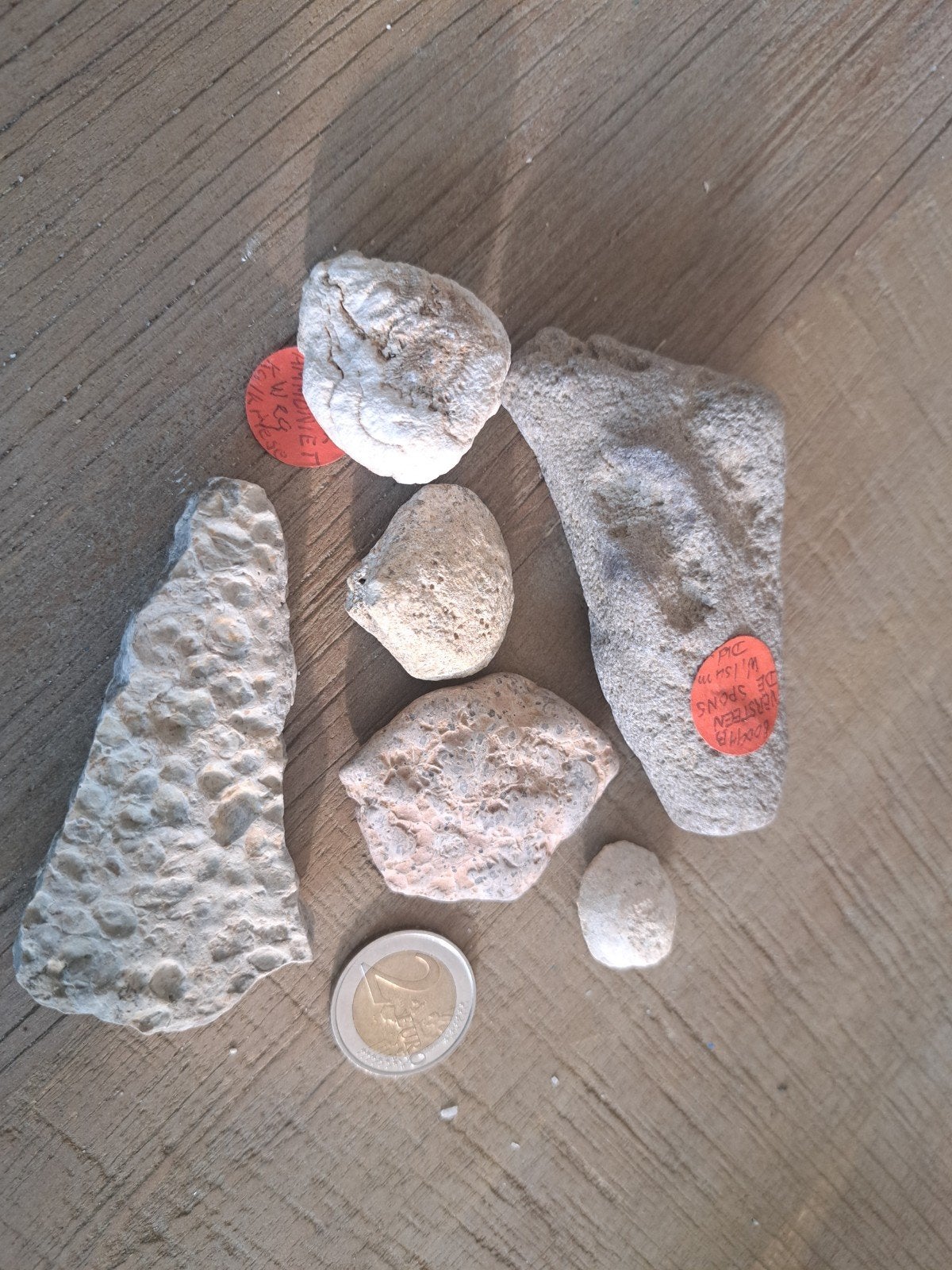Ammoniet afdruk, Versteende sponsen andere fossielen, Ophalen of Verzenden, Fossiel