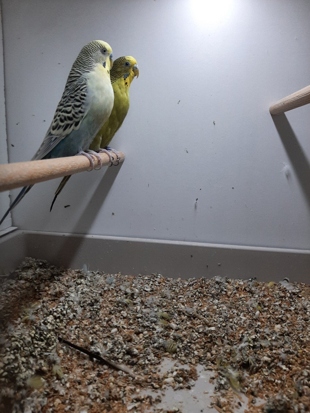 2 mooie broedrijpe koppels grasprakieten, Meerdere dieren, Parkiet, Geringd