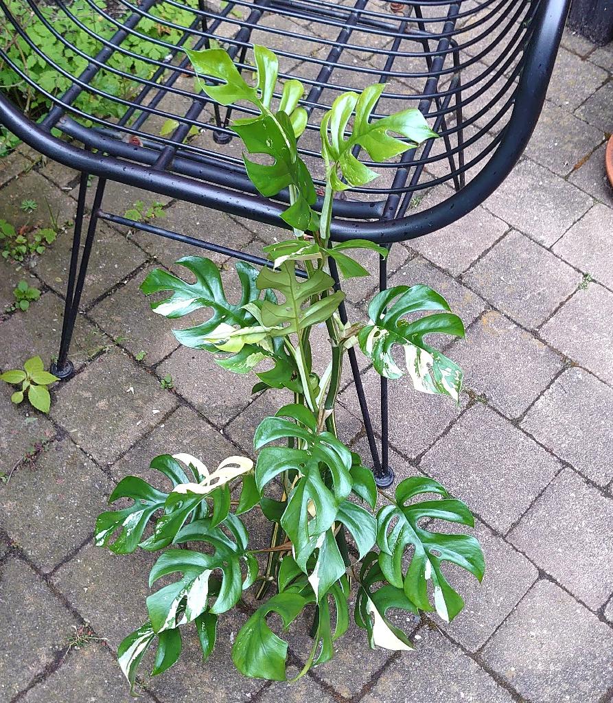 Rhaphidophora tetrasperma variegata ongewortelde stekken, Ophalen, Overige soorten, Halfschaduw, Minder dan 100 cm