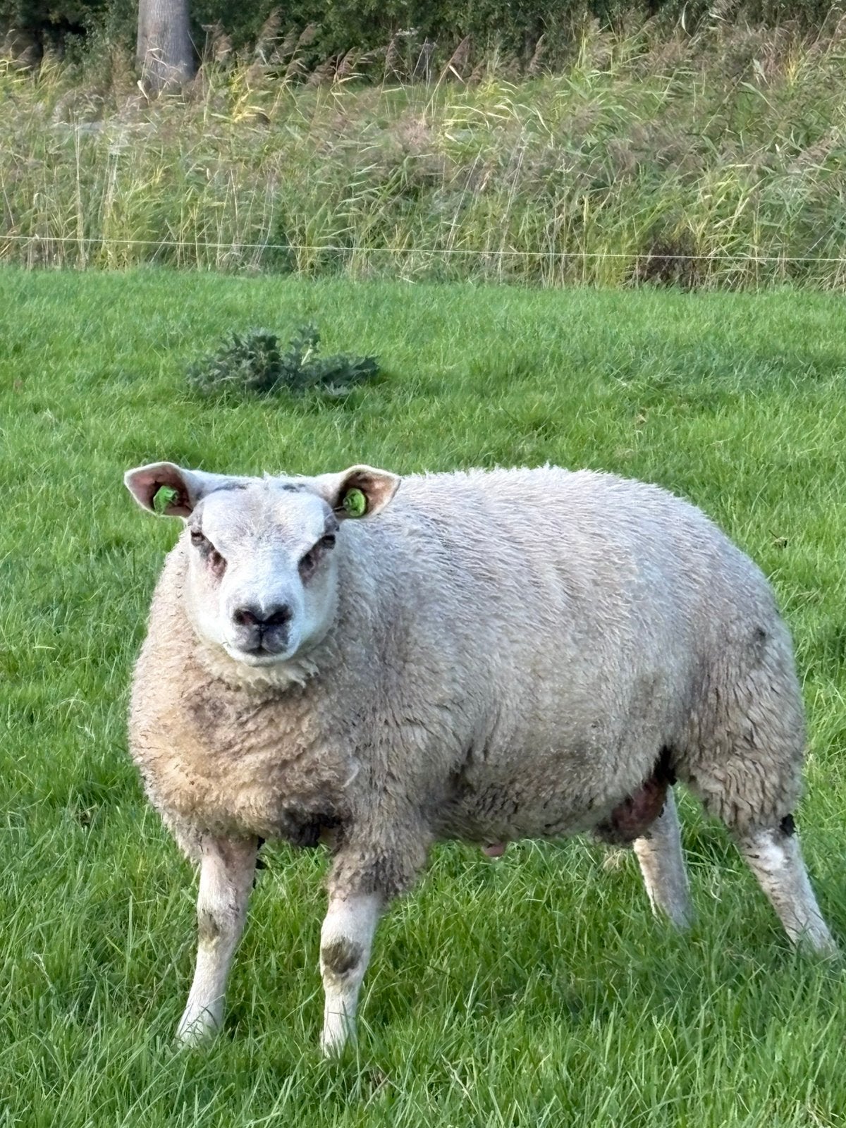 Texelaar dekram, Dieren en Toebehoren, Mannelijk, Schaap