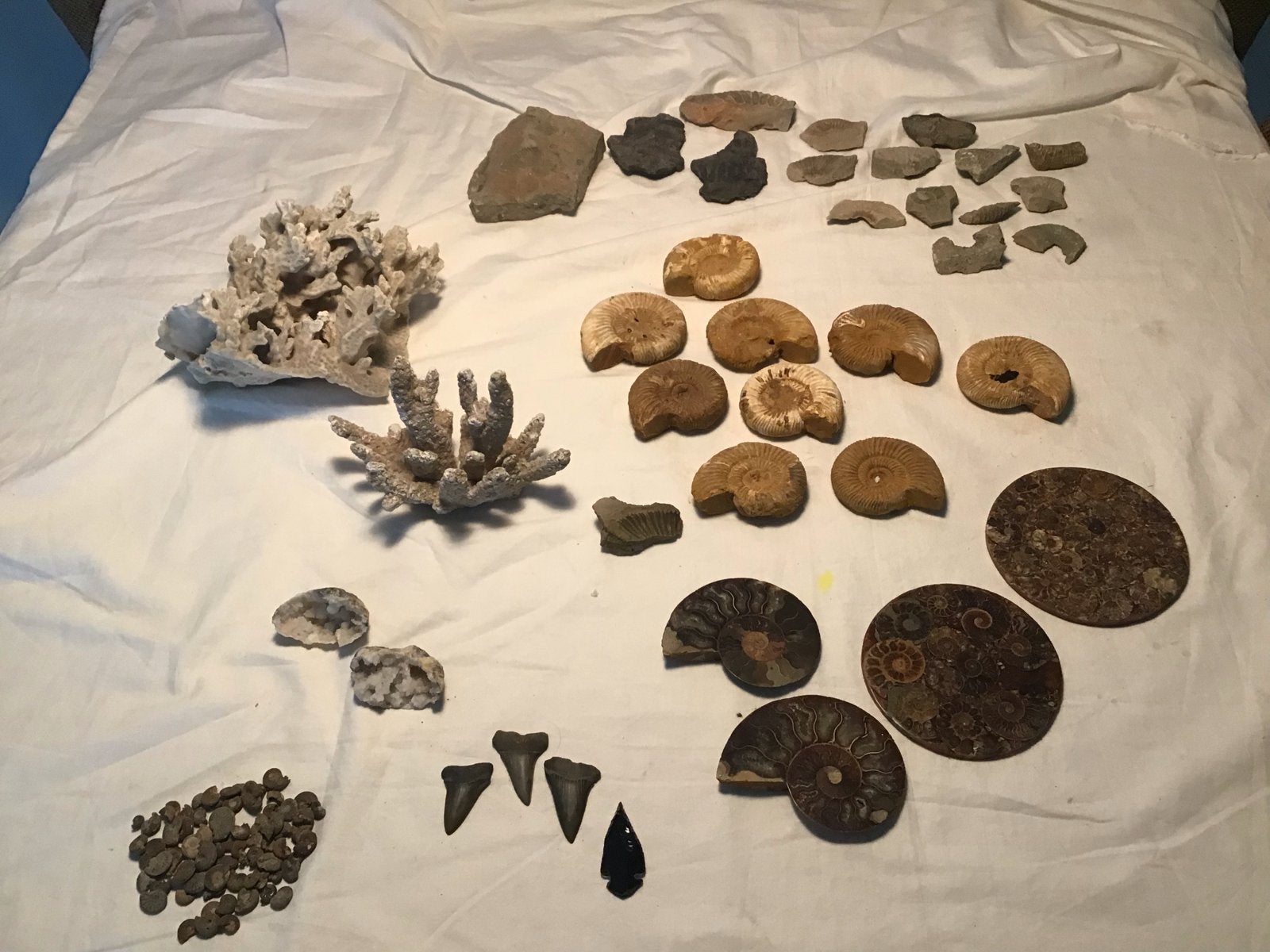 Diverse verzameling fossielen, mineralen en schelpen, Verzamelen, Mineralen en Fossielen, Ophalen of Verzenden, Fossiel