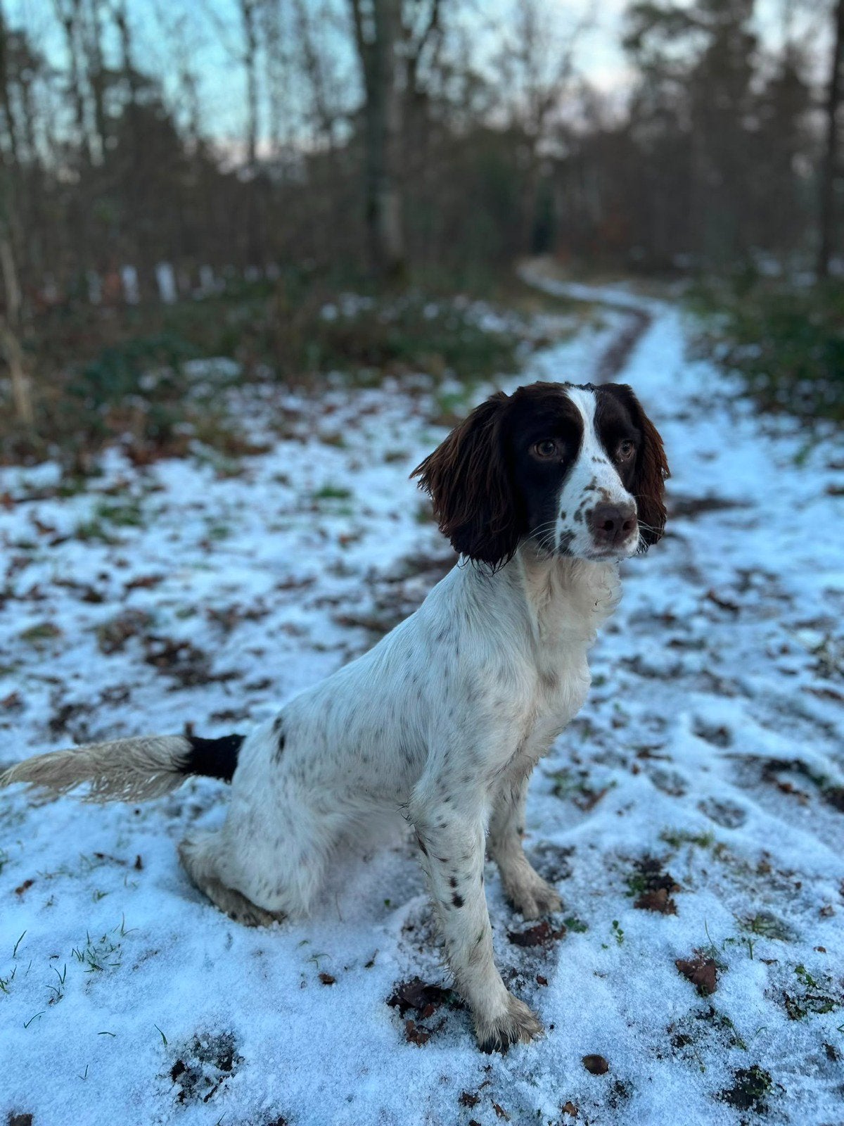 Engelse springer spaniel FCI Stamboom, Dieren en Toebehoren, Honden | Retrievers, Spaniëls en Waterhonden, 1 tot 2 jaar, Teef
