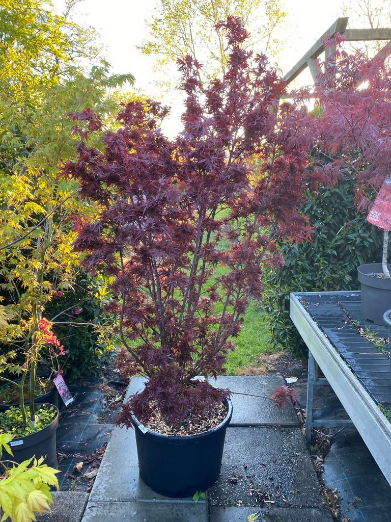 Japanse Esdoorn 'Shaina' - 140 cm hoog, Vaste plant, Bloeit niet, Halfschaduw, Ophalen