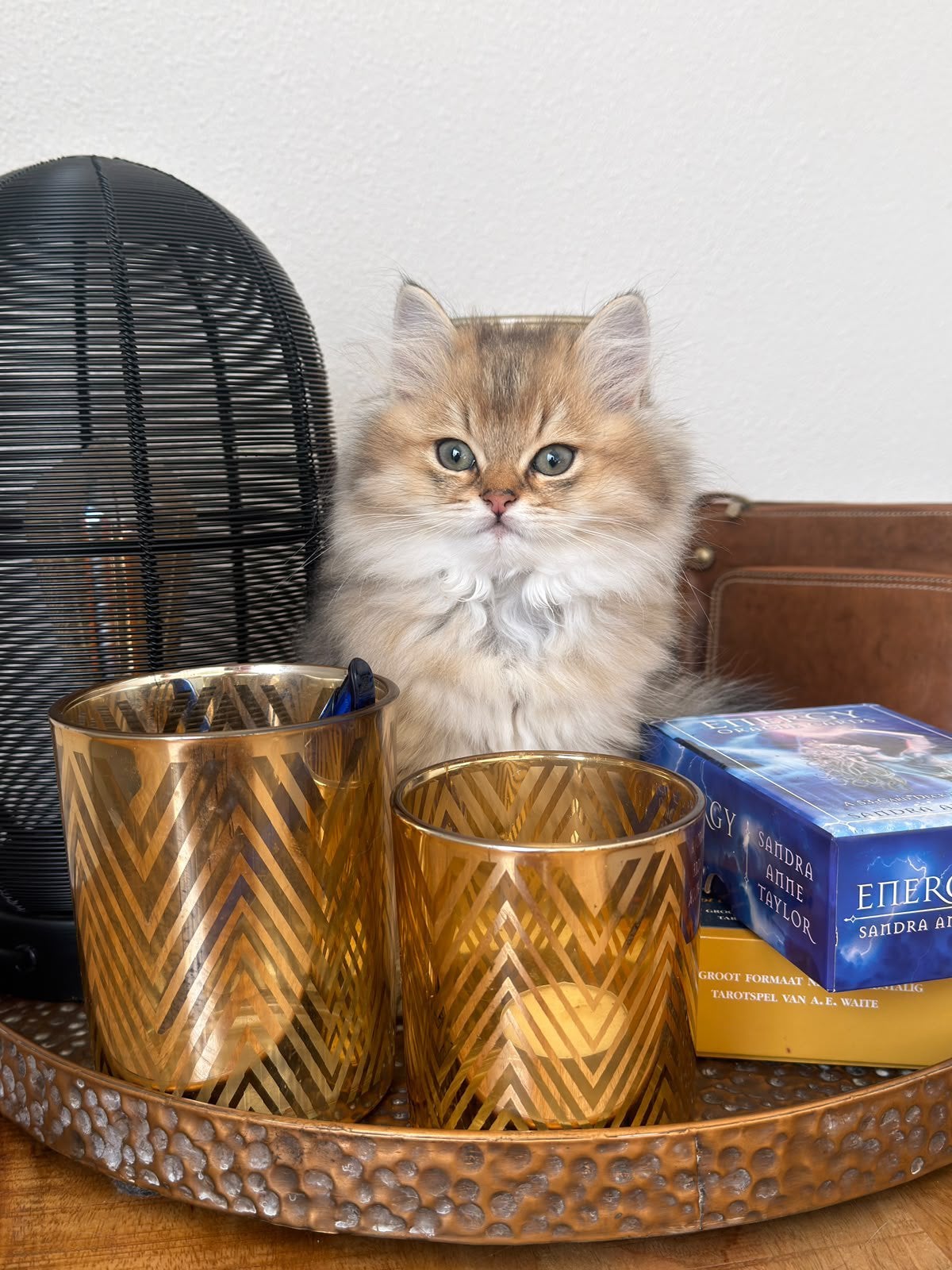 Prachtige Britse Kort/langhaar kittens, Dieren en Toebehoren, Poes, Gechipt