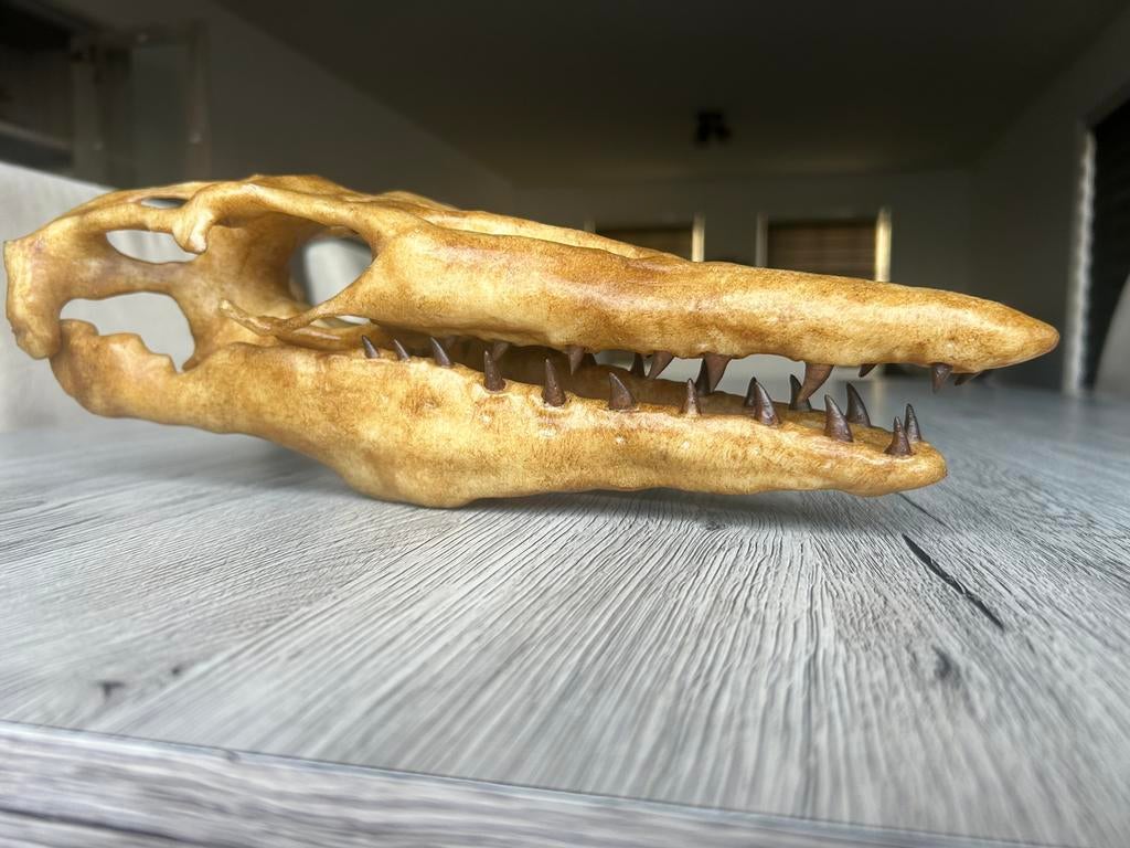 Replica Tylosaurus (Mosasaurus) schedel / dinosaurus, Ophalen of Verzenden, Fossiel