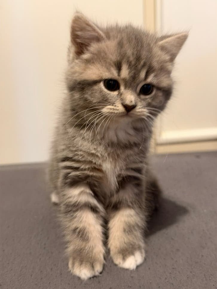 Halve Britse korthaar kittens, Dieren en Toebehoren, Poes, Ontwormd, 0 tot 2 jaar